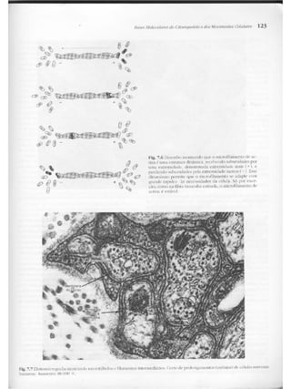 Junqueira &amp; carneiro   biologia celular e molecular