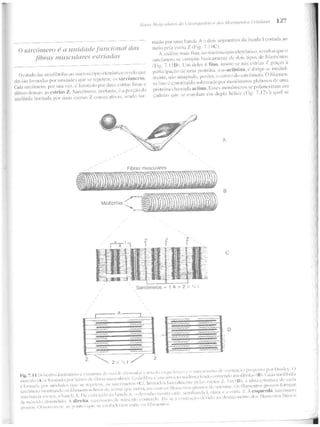 Junqueira &amp; carneiro   biologia celular e molecular