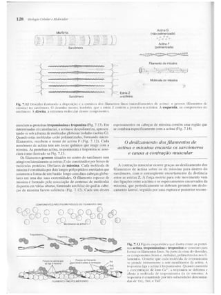 Junqueira &amp; carneiro   biologia celular e molecular