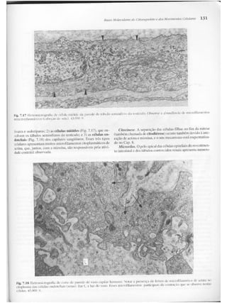 Junqueira &amp; carneiro   biologia celular e molecular