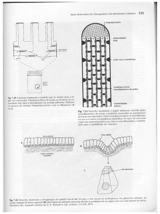 Junqueira &amp; carneiro   biologia celular e molecular
