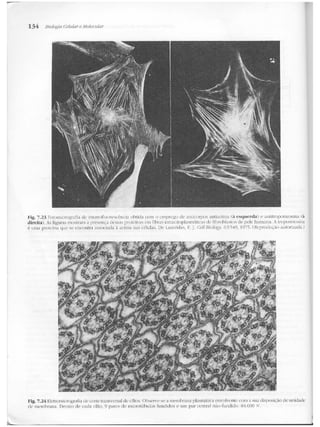 Junqueira &amp; carneiro   biologia celular e molecular