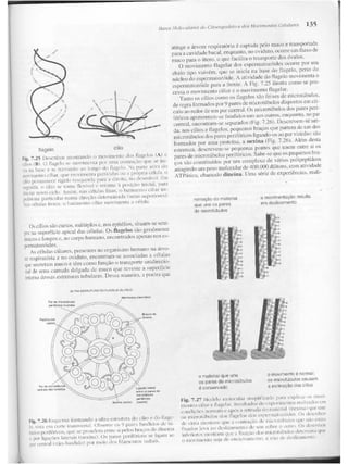 Junqueira &amp; carneiro   biologia celular e molecular