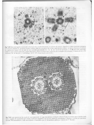 Junqueira &amp; carneiro   biologia celular e molecular