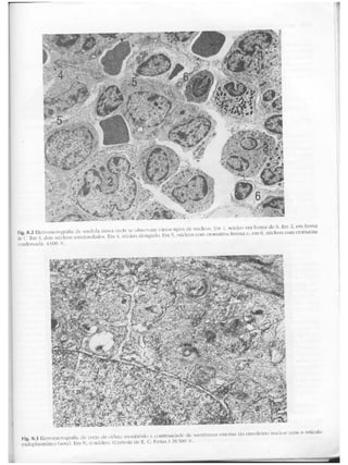 Junqueira &amp; carneiro   biologia celular e molecular