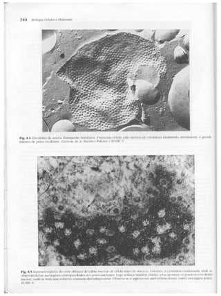 Junqueira &amp; carneiro   biologia celular e molecular