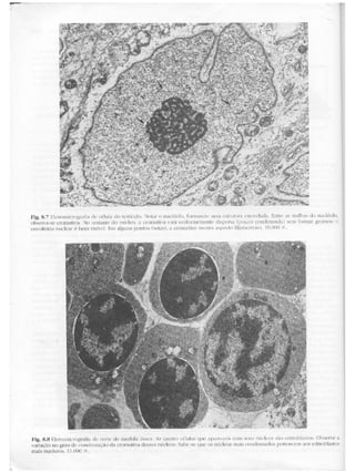 Junqueira &amp; carneiro   biologia celular e molecular