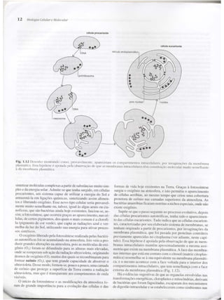 Junqueira &amp; carneiro   biologia celular e molecular