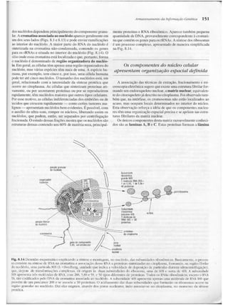 Junqueira &amp; carneiro   biologia celular e molecular