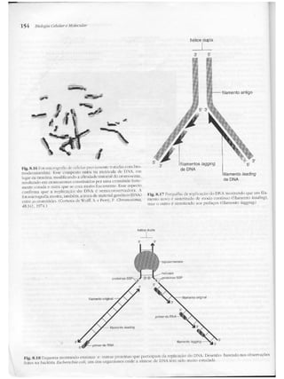 Junqueira &amp; carneiro   biologia celular e molecular
