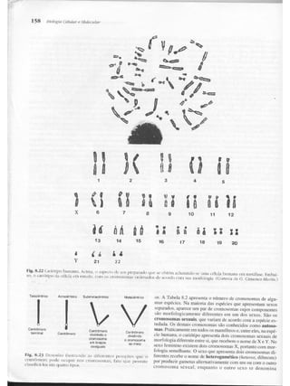 Junqueira &amp; carneiro   biologia celular e molecular