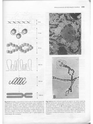 Junqueira &amp; carneiro   biologia celular e molecular