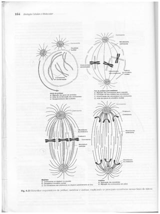 Junqueira &amp; carneiro   biologia celular e molecular
