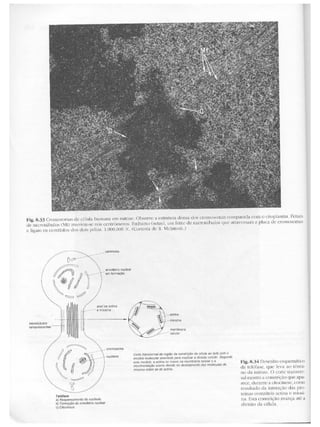 Junqueira &amp; carneiro   biologia celular e molecular