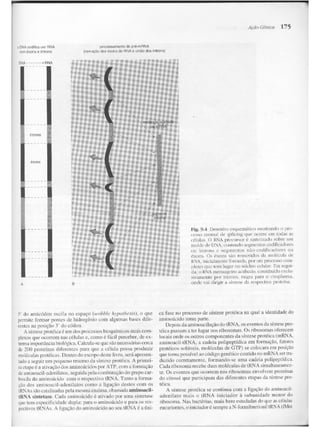 Junqueira &amp; carneiro   biologia celular e molecular