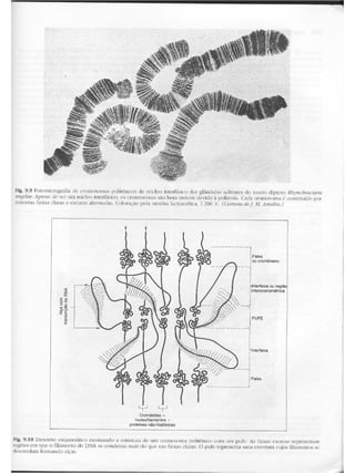 Junqueira &amp; carneiro   biologia celular e molecular