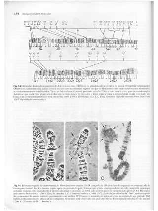 Junqueira &amp; carneiro   biologia celular e molecular
