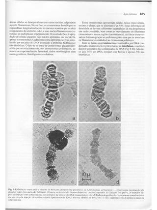 Junqueira &amp; carneiro   biologia celular e molecular