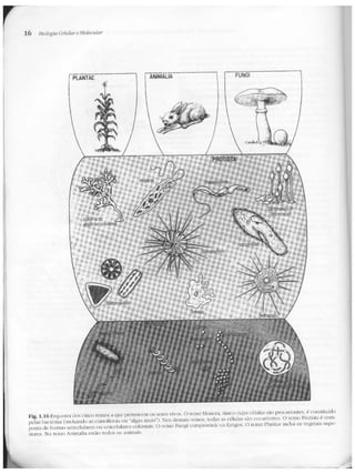 Junqueira &amp; carneiro   biologia celular e molecular