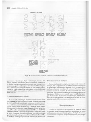 Junqueira &amp; carneiro   biologia celular e molecular