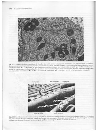Junqueira &amp; carneiro   biologia celular e molecular