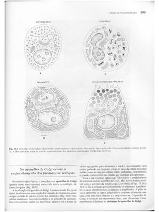 Junqueira &amp; carneiro   biologia celular e molecular