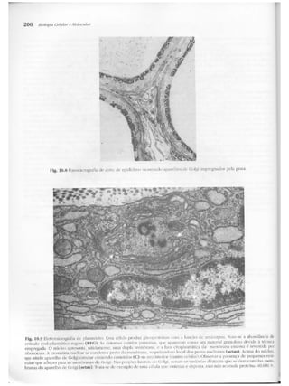 Junqueira &amp; carneiro   biologia celular e molecular