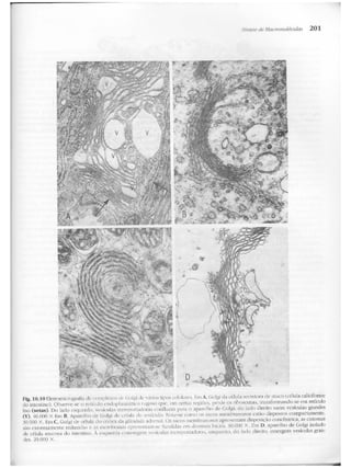 Junqueira &amp; carneiro   biologia celular e molecular