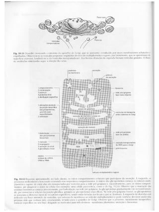 Junqueira &amp; carneiro   biologia celular e molecular