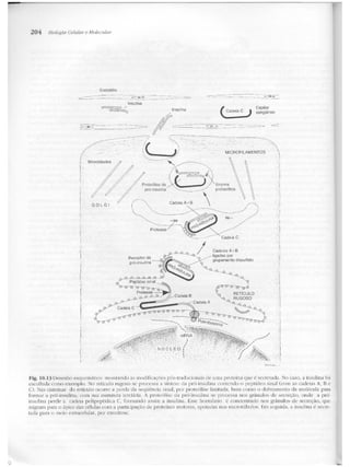 Junqueira &amp; carneiro   biologia celular e molecular