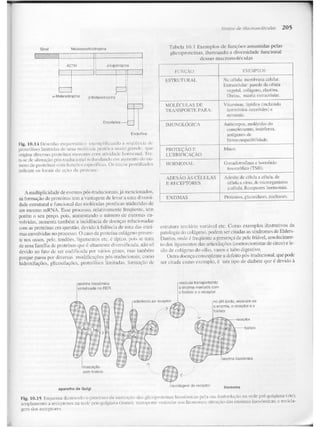 Junqueira &amp; carneiro   biologia celular e molecular