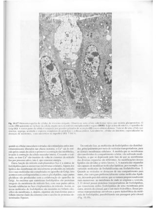 Junqueira &amp; carneiro   biologia celular e molecular