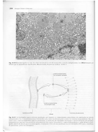 Junqueira &amp; carneiro   biologia celular e molecular