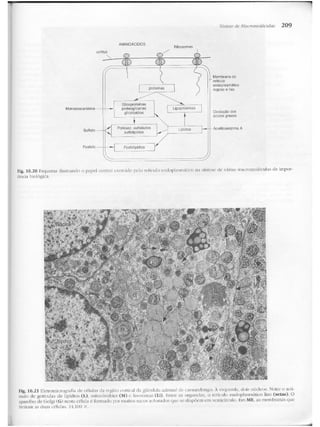 Junqueira &amp; carneiro   biologia celular e molecular