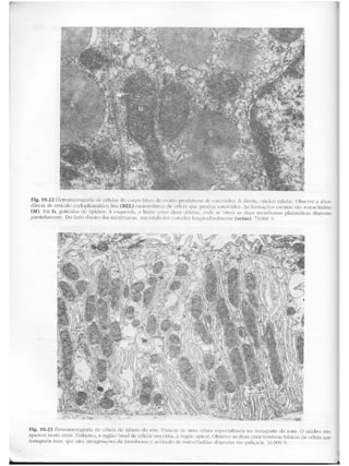 Junqueira &amp; carneiro   biologia celular e molecular