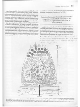 Junqueira &amp; carneiro   biologia celular e molecular