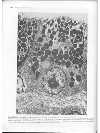 Junqueira &amp; carneiro   biologia celular e molecular
