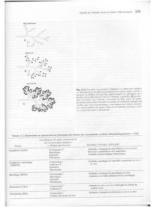 Junqueira &amp; carneiro   biologia celular e molecular