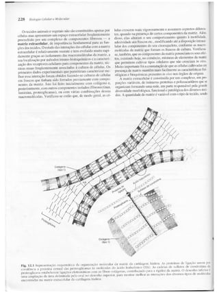 Junqueira &amp; carneiro   biologia celular e molecular