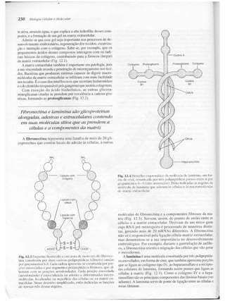 Junqueira &amp; carneiro   biologia celular e molecular