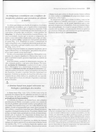 Junqueira &amp; carneiro   biologia celular e molecular