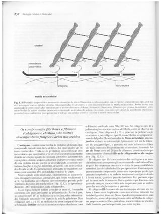 Junqueira &amp; carneiro   biologia celular e molecular