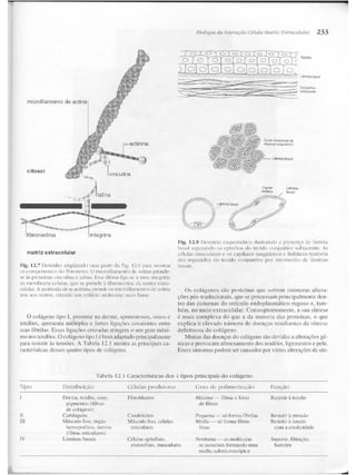 Junqueira &amp; carneiro   biologia celular e molecular