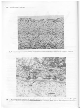 Junqueira &amp; carneiro   biologia celular e molecular