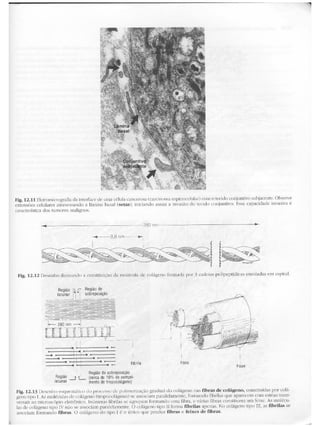 Junqueira &amp; carneiro   biologia celular e molecular
