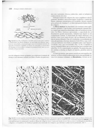 Junqueira &amp; carneiro   biologia celular e molecular