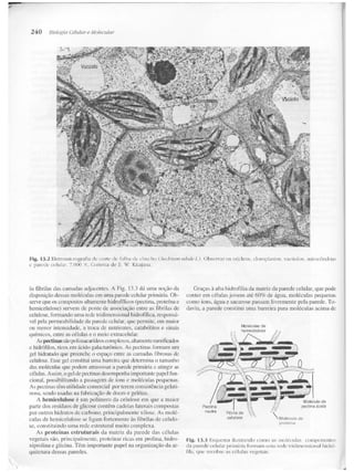 Junqueira &amp; carneiro   biologia celular e molecular