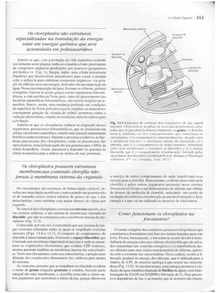 Junqueira &amp; carneiro   biologia celular e molecular