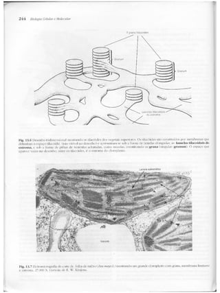 Junqueira &amp; carneiro   biologia celular e molecular