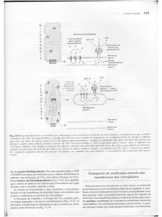 Junqueira &amp; carneiro   biologia celular e molecular